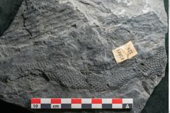 Foto (Detailansicht) von Sigillaria elongata Brongniart (NHMW-GEO-2024-0188-11073)